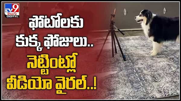 సోషల్ మీడియా లో హల్ హల్ చేస్తున్న కుక్క పిల్ల టిక్ టాక్ వీడియో..అచ్ఛం మనుషులాగే యాక్ట్ చేస్తున్న కుక్క ఫన్నీ వీడియో : Dog viral video.