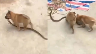 Viral Video: తేనెటీగలతో సాహసం.. వరల్డ్‌ ఫేమస్‌ అయిన యువతి.. వైరల్‌గా మారిన వీడియో.!