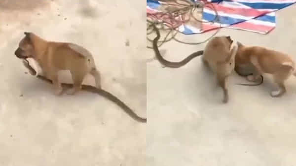 Viral Video: నాగుపాము షాక్స్.. కుక్కపిల్లలు రాక్స్.. విషసర్పాన్ని ఓ ఆట ఆడుకున్నాయి.. షాకింగ్ వీడియో.!