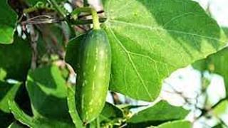 Sabja Seeds: బరువు తగ్గడానికి ప్రయత్నించి విసిగిపోతున్నారా ? అయితే సబ్జా గింజలను మీ ఆహారంతో జత చేసి తీసుకుంటే రిజల్ట్ పక్కా..