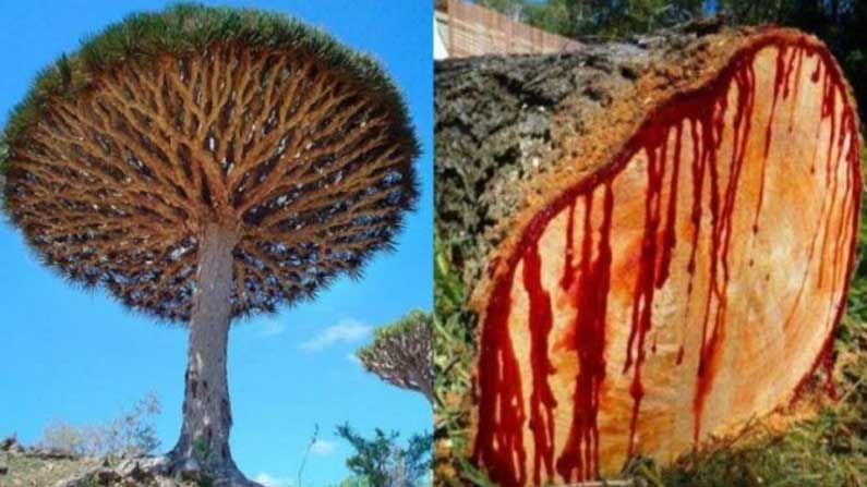 Dragon blood tree: ఈ చెట్టును నరికితే రక్తం చిందిస్తోంది !.. మ‌రిన్ని ఆస‌క్తిక‌ర విష‌యాలు