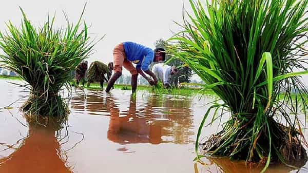 Agriculture: వ్యవసాయం రంగంలో సరికొత్త ప్రయోగం.. డిఎస్ఆర్ టెక్నాలజీతో వరి నాట్లు.. 20% నీరు ఆదా..