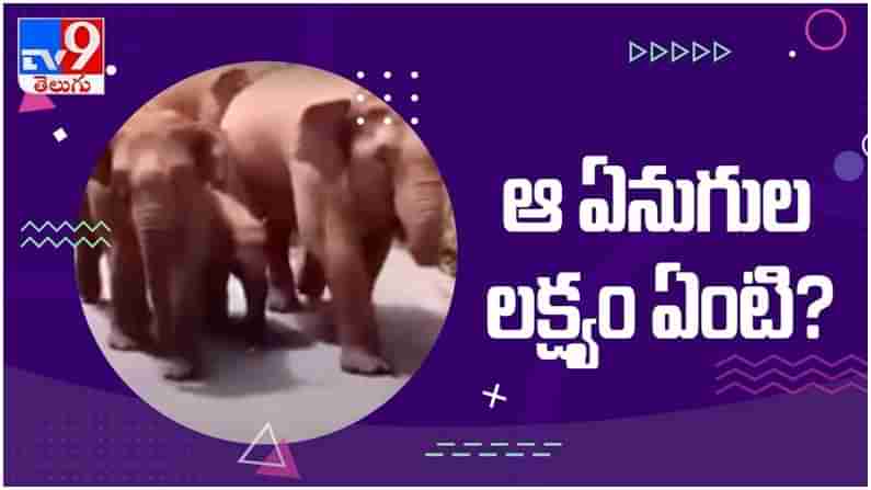 China: అంతుపట్టని ఏనుగుల సుదీర్ఘ పాదయాత్ర... ఇంతకీ వాటి లక్ష్యం ఏంటి...?? ( వీడియో )