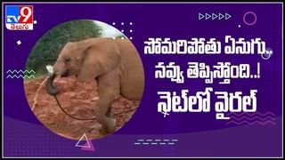 Giant Tortoise: అంతరించిందనుకున్న అరుదైన తాబేలు 100 ఏళ్ల తర్వా;త మళ్ళీ ప్రత్యక్షం