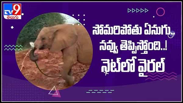 నవ్వులు పూయిస్తున్న ఏనుగు వింత చేష్టలు..నీరు త్రాగేందుకు కూడా సోమరితనాన్ని ప్రదర్శిస్తున్న గజరాజు..:Elephant Viral Video