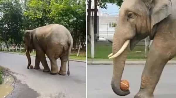 Viral Video: బంతాట ఆడుతోన్న గజరాజు.. ఏనుగు ఫన్నీ గేమ్కు నెటిజన్లు ఫిదా.. వైరల్ వీడియో.!