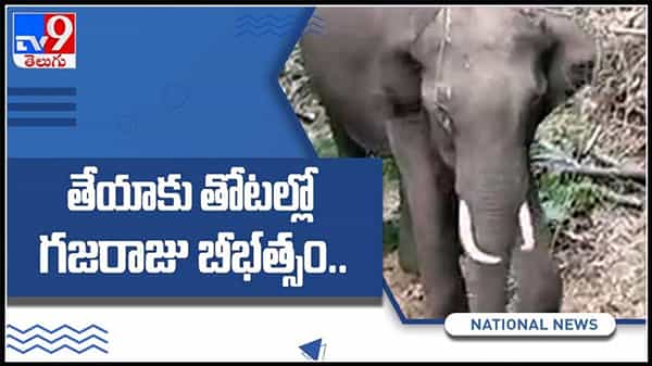 కోయంబత్తూర్‌లోని వాల్పరైలో ఏనుగు బీభత్సం.. తేయాకు తోటపై విరుచుకుపడిన గజరాజు :Elephant viral video.