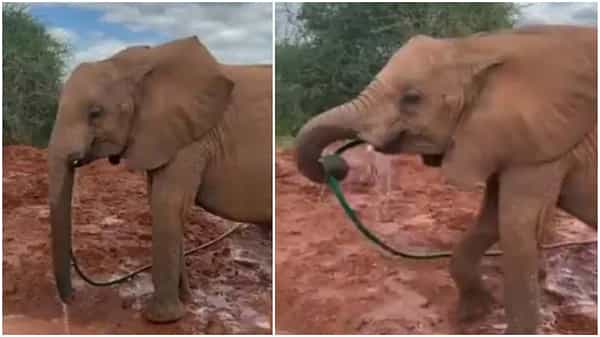 Viral Video: సోమరిపోతు ఏనుగు వింత చేష్టలు.. నవ్వులు పూయిస్తున్న వీడియో.. నెట్టింట వైరల్..!