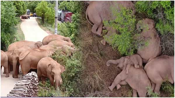 చైనాలో అంతుపట్టని ఏనుగుల సుదీర్ఘ పాదయాత్ర