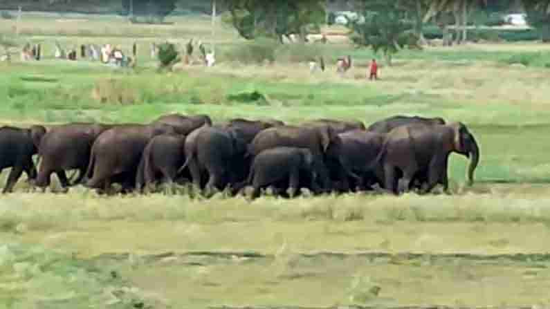 Elephant herd : చిత్తూరు జిల్లా పలమనేరులో భారీ ఏనుగుల గుంపు, భయాందోళనలో ప్రజలు