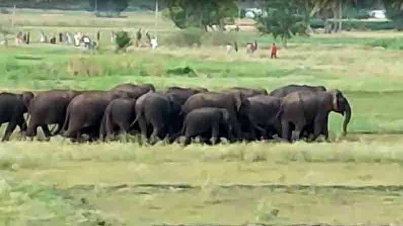 Elephant herd : చిత్తూరు జిల్లా పలమనేరులో భారీ ఏనుగుల గుంపు, భయాందోళనలో ప్రజలు