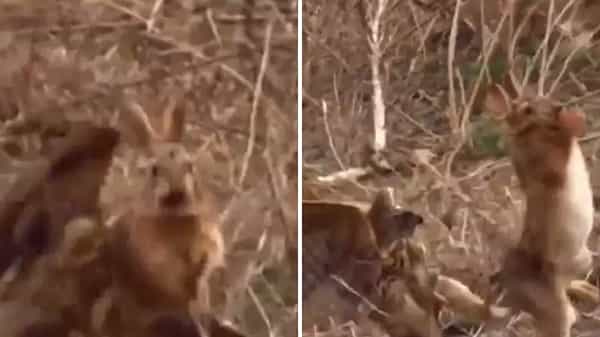 Shocking Video: పొదల్లోని కుందేలుపై డేగ సడన్ అటాక్... ఆ తర్వాత ఏమైందో మీరే చూడండి