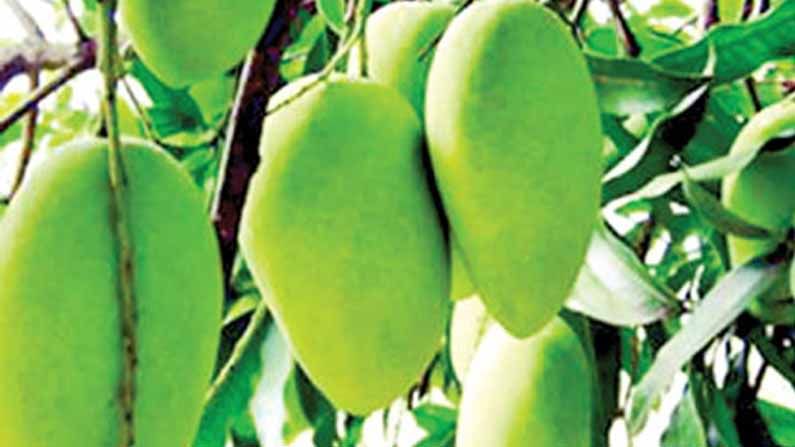 Fazli Mango : మామిడి పండ్ల రాజు ఫాజ్లీ..! ఒక్కటే కిలోన్నర ఉంటుంది.. విదేశాలకు సరఫరా..