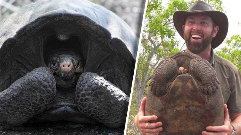 Giant Tortoise: అంతరించిందనుకున్న అరుదైన తాబేలు 100 ఏళ్ల తర్వా;త మళ్ళీ ప్రత్యక్షం