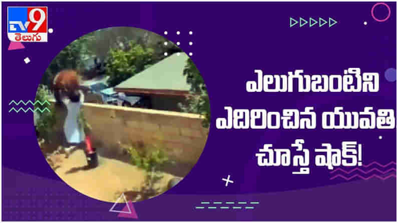 Viral Video: పెంపుడు కుక్కల కోసం ఎలుగుబంటిని ఎదిరించిన యువతి... ( వీడియో )