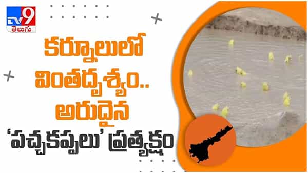 Viral Video: కర్నూలులో భారీ వర్షానికి పై నుంచి పడ్డ వింతైన పచ్చకప్పలు వైరల్ వీడియో...