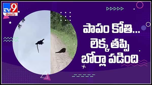 పాపం కోతి లెక్క తప్పి బోర్లా పడింది..చెట్టుపై నుండి దూకబోయి బోర్లాపడ్డ కోతిపిల్ల : Monkey Viral Video