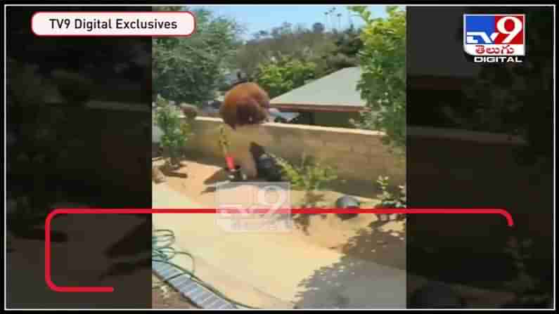 ఇంటి ఆవరణంలోకి దూరిన అడవి ఎలుగుబంటి.పెట్ డాగ్స్ దాడికి యత్నించిన ఎలుగు : Bear and dogs viral video