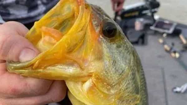 Golden Fish : గోల్డెన్ ఫిష్ అని తెలియక వదిలేశాడు..! తర్వాత లక్షల రూపాయలు కోల్పోయానని బాధపడిన అమెరికా వ్యక్తి..
