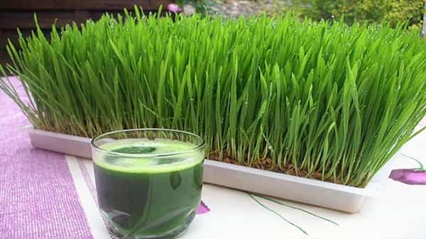 Health Tips: గడ్డి జ్యూస్ తాగితే ఆరోగ్యానికి ఎన్నో ప్రయోజనాలో తెలిస్తే అస్సలు వదిలిపెట్టరు... ఉబకాయం తగ్గించే సంజీవని..