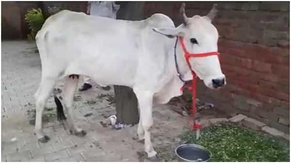 పోలీస్ స్టేషన్ లో వింత ప్రొటెస్టర్....హర్యానా రైతుల ఐడియా ఇచ్చిన కిక్కే వేరప్పా...! దిగొచ్చిన ఖాకీలు