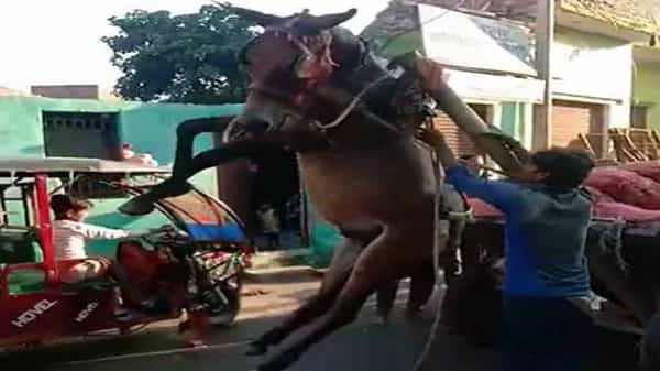 Viral Video : గాల్లో వేలాడిన గుర్రం..! మనిషి చేసే తప్పులు జంతువులకు ముప్పుగా పరిణమించాయి.. వైరల్ వీడియో..