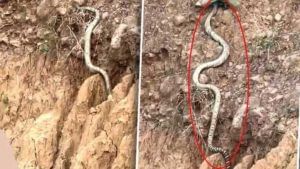 Viral Video: వామ్మో..! ఇంత పెద్ద కోబ్రాను మీ లైఫ్‌లో చూసి ఉండ‌రు