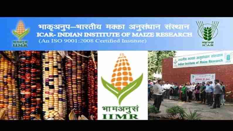 IIMR recruitment 2021: ఇండియన్‌ ఇన్‌స్టిట్యూట్‌ ఆఫ్‌ మేజ్‌ రీసెర్చ్‌లో ఉద్యోగాలు.. ద‌ర‌ఖాస్తుల‌కు రేపే చివ‌రి తేదీ..