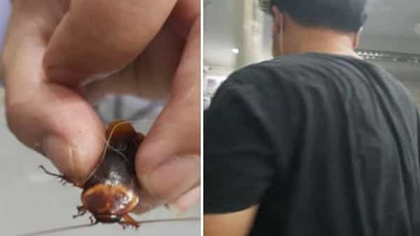Injured Cockroach: గాయపడిన బొద్దింకను చికిత్స కోసం ఆస్పత్రికి తరలించిన ఓ వ్యక్తి.. డబ్బులు తీసుకోకుండా వైద్యం చేసిన డాక్టర్