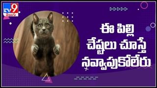 హిమాచల్ ప్రదేశ్ శివాలిక్ కొండల్లో కనిపించిన అరుదైన ,అతి విషపూరితమైన కింగ్ కోబ్రా : King Cobra Video