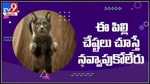 ఈ పిల్లి చేష్టలు చుస్తే నవ్వాపుకోలేరు..వేరే పిల్లిని పిలుస్తున్న యజమానిపై ఓ పిల్లి కోపం:Cat Viral Video