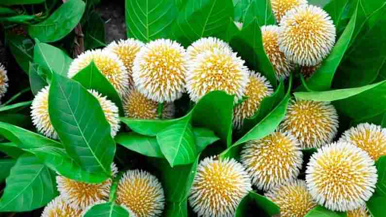 Kadamba Tree: రాధాకృష్ణుల ప్రేమకు సాక్ష్యంగా.. దేవతలకు ఇష్టమైన వృక్షంగా నిలిచిన కదంబ విశిష్టత ఏమిటంటే..!