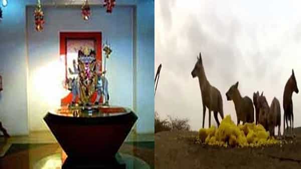 Dattatreya Temple:అక్కడ ఆలయంలో రోజూ ప్రసాదం తినడానికి వచ్చే నక్కలు.. వింత చూడడనికి భారీగా భక్తులు