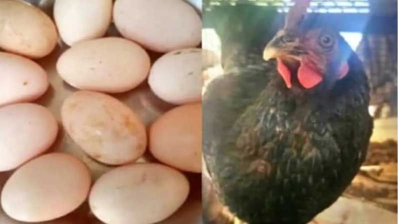 Miracle Hen: ఒకే రోజులో ఏకంగా 11 గుడ్లు పెట్టి వార్తల్లో నిలిచిన బంగారు కోడి పెట్ట.. ఎక్కడంటే..