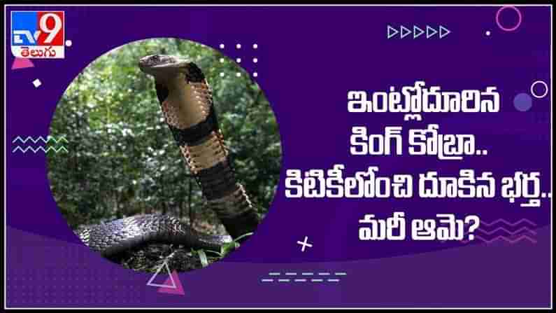 ఇంట్లో దూరిన ఎనిమిది అడుగుల కింగ్‌ కోబ్రా..కిటికీలోంచి బయటకి దూకిన భర్త..!మరి భార్య పరిస్థితి ఏంటి..?: Viral Video.