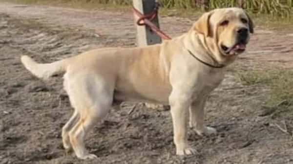 Dog Murder: రూ. ఆరు లక్షల కుక్క దారుణ హత్య.. రంగంలోకి దిగిన పోలీసులు.. అసలేమైందంటే..?