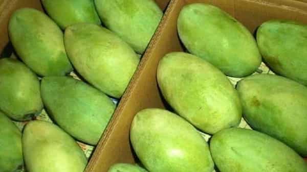 Langra Mango : మామిడి పండ్లలో రారాజు కుంటి మామిడి..! దీని కథలో శివుడు, ఆలయ పూజారి పాత్రలు.. నిజంగా జరిగిందట..