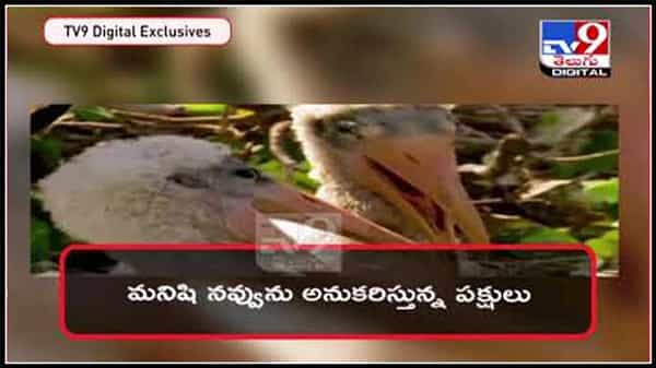 మనిషి నవ్వును అనుకరిస్తున్న పక్షులు..నెటింట్లో వైరల్ అవుతున్న వీడియో.నెటిజన్లు ఫిదా :Laughing Birds Video.