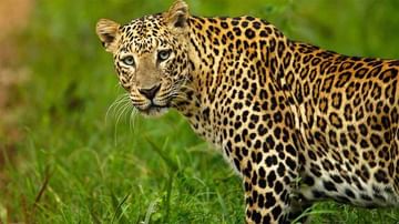 Leopard: నిర్మల్‌ జిల్లాలో చిరుత పులి సంచారం.. పరుగులు తీసిన వ్యవసాయ కూలీలు, పశువుల కాపర్లు