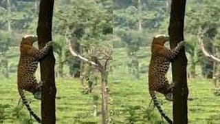 Covid-19 vaccine: కోవిడ్ వ్యాక్సిన్ వద్దంటే వద్దు..! అధికారులను చూసి బామ్మ ఏం చేసిందో తెలుసా..?