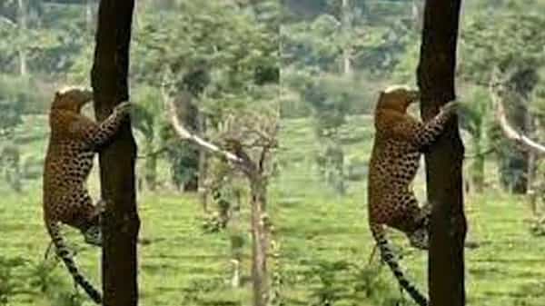 Leopard: కోతి కాదు చిరుతే.. చెట్లపై యమ జంపింగ్లు చేస్తున్న చిరుత.. చూస్తే షాకే.. వీడియో