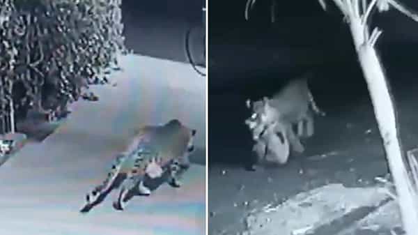 Leopard Hunts Dog: ఇంటి బయట పడుకున్న కుక్కను ఎత్తుకెళ్లిన చిరుత.. షాకింగ్ వీడియో..