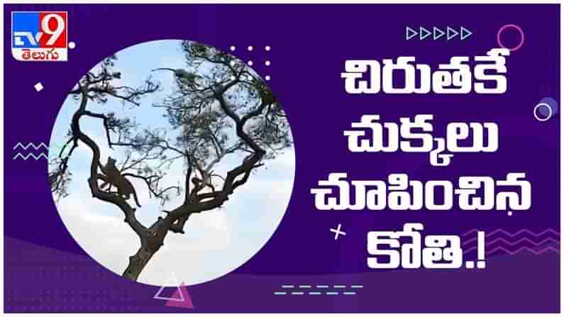 Viral Video: చిరుత పులిను ముప్పుతిప్పలు పెట్టిన కోతి... వీడియో చూస్తే నవ్వలేకుండా ఉండలేరు.. ( వీడియో )