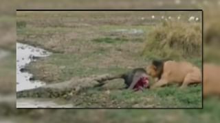 Car That Runs on Water : నీటి మీద నడిచే కారు వచ్చేసింది..! వీడియో చూస్తే ఆశ్చర్యపోతారు.. ధర ఎంతో తెలుసా..?