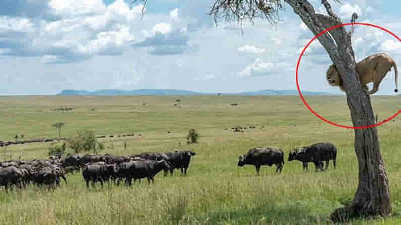 Viral Pics: గుంపుగా అడవి దున్నల ఊహించని ఎటాక్.. చెట్టెక్కి కూర్చున్న సింహం.. వైరల్ దృశ్యాలు..