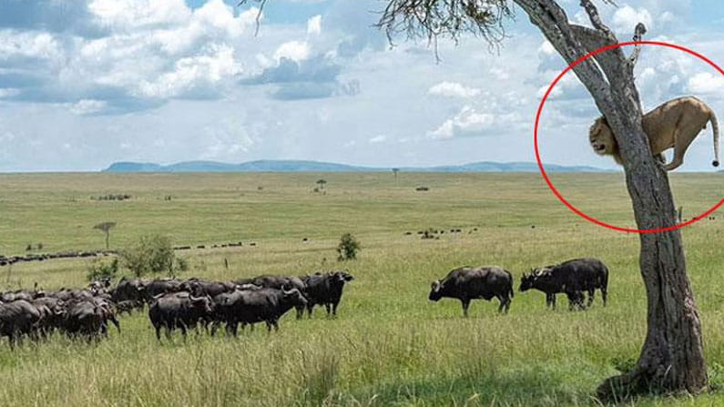 Viral Pics: గుంపుగా అడవి దున్నల ఊహించని ఎటాక్.. చెట్టెక్కి కూర్చున్న సింహం.. వైరల్ దృశ్యాలు..