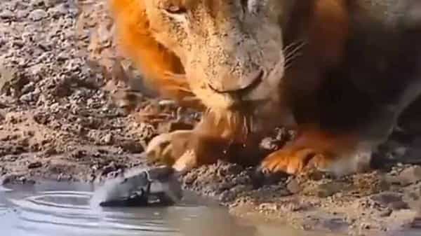 Viral Video : చెరువులో నీళ్లు తాగుతున్న సింహం..! దాని ముక్కులోకి వెళ్లడానికి ప్రయత్నించిన తాబేలు.. వైరల్ వీడియో..