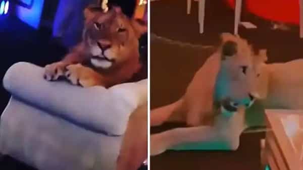 Viral Video: బర్త్డే పార్టీకి సింహం చీఫ్ గెస్ట్.. వైరల్గా మారిన వీడియో.. చివర్లో అదిరిపోయే ట్విస్ట్!