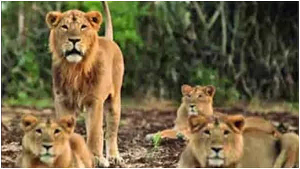 కరోనాతో చెన్నైలోని వండలూరు జూలో సింహం మృతి.. మరో తొమ్మిది సింహాలకు పాజిటివ్గా తేల్చిన రిపోర్ట్..!