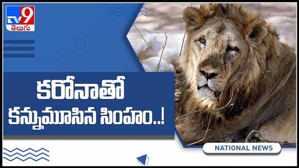 కరోనా తో కన్ను మూసినా మగసింహం..!పోస్టుమార్టం లో తెలిసిన షాకింగ్ నిజాలు.ఇంకా 13 సింహాలకు పాజిటివ్ గా రిపోర్ట్ : Lion Video.